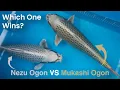 Download Lagu Nezu Ogon Koi – The Most Unique Variety Yet?