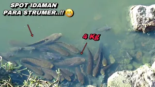 Download Spot idaman pemancing..! Mancing ikan gabus tepat di sarangnya MP3
