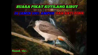 Download SUARA PIKAT KUTILANG RIBUT DI JAMIN ANTI ZONK MP3
