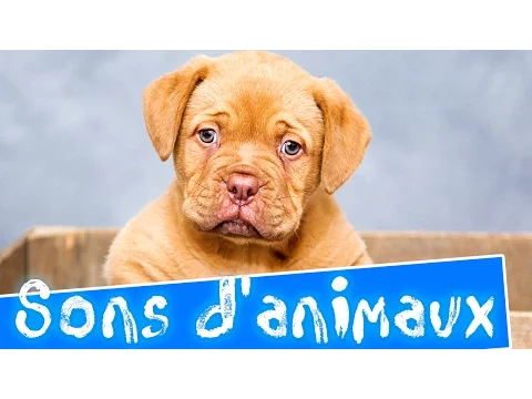 Download MP3 Sons d'animaux pour les enfants. Apprendre les animaux et leurs cris en français.