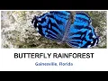 Butterfly Rainforest - Florida Museum of Natural History