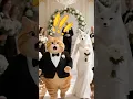 Download Lagu Today Steven got punished by his wife #stevenorangecat #cat #funny #catsofyoutube