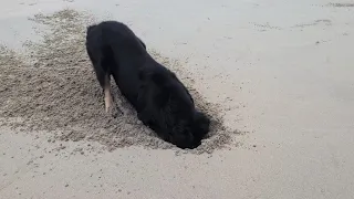 ឆ្កែកាយរកក្តាម The dog is looking for crabs. September 1, 2026
