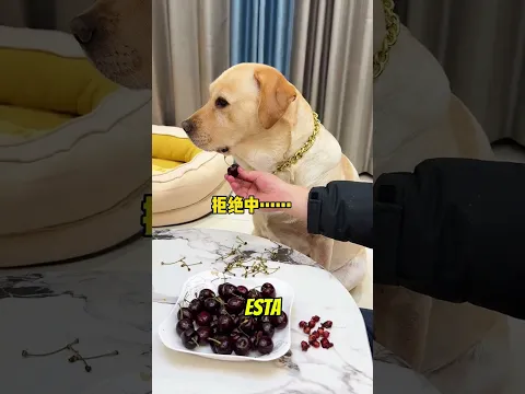 Le dijo tonto al perro 😂🐶