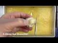 Sheep Eye Dissection A Quick Tutorial