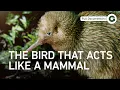 Lagu De kiwi: waarom de beroemde vogel van Nieuw-Zeeland de evolutie tart | Volledige documentaire
