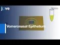 Multielectrode Array Recordings Of Vomeronasal Epithelium l Protocol