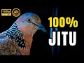 Download Lagu SUARA TEKUKUR GACOR PALING AMPUH UNTUK PIKAT BURUNG LIAR