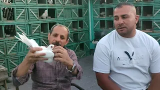 رد الجميل من ابراهيم الصباحى للاسطى عزت وزه الحمام الغزار Egypt Swift Pigeons 