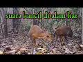 Download Lagu Suara napo/kancil bersih