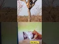 Download Lagu Mystery Unveiled: Deer's Revenge on Tiger 🤣🤣 #statusvideo #youtubeshorts #ytshorts