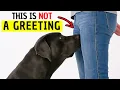 If Your Dog Sniffs Your Private Area, This Is What It Really Means