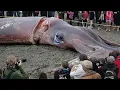 Download Lagu Processing Giant Squid With A Team Of Professional Chefs - Fishing Giant Squid In The Sea
