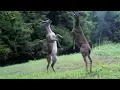 LOL Rare sighting of 2 deers battling it out on hind legs
