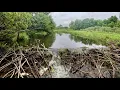 Massive Beaver Dam Removal Prevents Town Flood