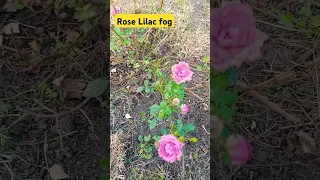 Rose Garden Троянда Бузковий туман бордюрна всебудеукраїна 