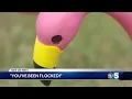 Flamingos flocking to North Country lawns