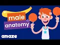 Anatomy of Male Bodies