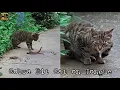 Cat First Got the Snake and Then the Snake Bit the Cat Watch What Venom Did to the Cat