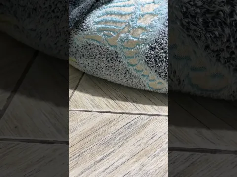Pinscher se esconde e me dá um susto 