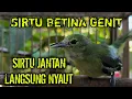 Download Lagu Suara SIRTU BETINA paling GENIT‼️100% paling ampuh pancing SIRTU jantan langsung nyiul dan gacor !