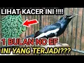 Download Lagu 1 BULAN NO EF?? KITA LIHAT JADINYA BURUNG KACER INI | DR KACER