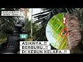Download Lagu BERBURU HAMA TUPAI‼️TUPAINYA MASIH JINAK ..