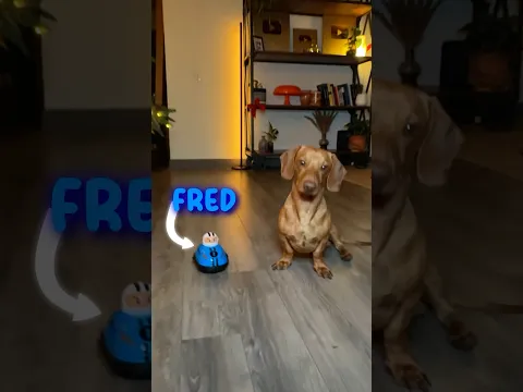 No me gusta este JUGUETE 🥴😡🐾