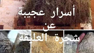 أسرار عجيبة عن شجرة العليقة دندنها
