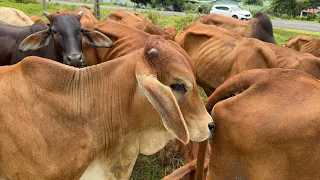 Video of cows grazing in the meadow - Animal sounds of cows Part 3 - Video 4K