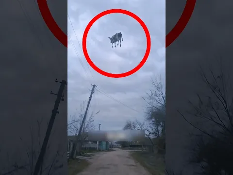 إذا رأيت هذه البقرة تطفو .. اهرب فوراً 😳😱 #shortvideo #shortsviral #shorts