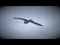 Stray Theories - Begin