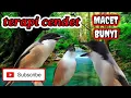 Terapi cendet stres