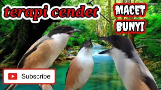 Download Terapi cendet stres MP3