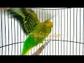 Download Lagu PANCINGAN PARKIT GACOR ! full materi tembak beset crecet masteran murai C ijo / Budgie Parakeet