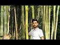 Bambusa Polymorpha plantation Bamboo plant nursery wholesale Bamboo plant available