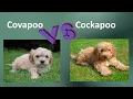Covapoo VS Cockapoo - Breed Comparison