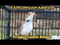 Download Lagu Pancingan Ampuh Prenjak Lumut Bahan