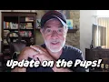 Download Lagu UPDATE ON THE PUPS! Download Lagu UPDATE ON THE PUPS!