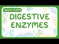 GCSE Biology - Digestive Enzymes exams