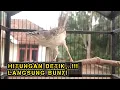 Download Lagu Pancingan Cigun Bahan Agar Bunyi Langsung Ngebren Paling Ampuh