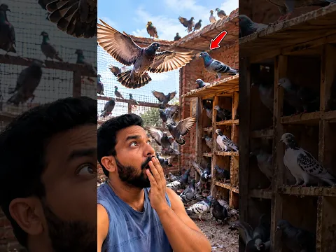 Mini Vlog 320 π± Itne Saare Junglee Kabutar Meri Loft Mein Kahan Se Aaye?
