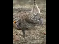 Download Lagu Bird Dancing for impress Female birds subscribe my channel for feed birds #shorts #creatingforindia