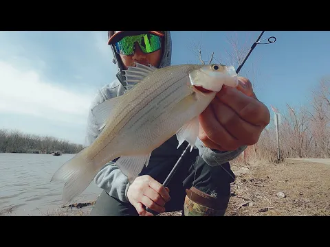 Download MP3 The Color Flies You Need (Walleyes and White Bass Fishing)