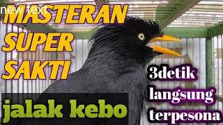 Download MASTERAN SAKTI JALAK KEBO | super gacor 3detik langsung terpesona. MP3