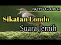 Suara Masteran SIKATAN LONDO Berjeda