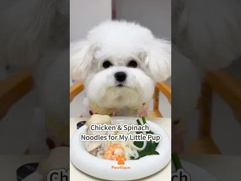 Chicken & Spinach Noodles for My Little Pup! 🐶🍜 #bichonfrise #dogmeal #foodiedog #cutedog