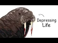 Download Lagu Why it Sucks To Be Born as a Walrus