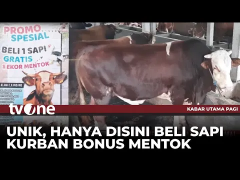Peternak di Boyolali Jual Sapi Kurban Dengan Bonus Seekor Itik