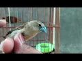Download Lagu perbedaan burung emprit kaji jantan dan betina#burung #empritkaji #empritgacor